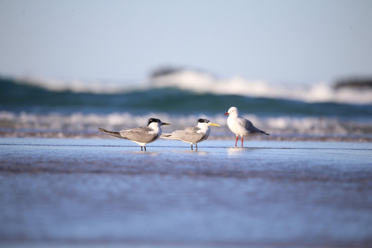 Great Crested Tern - ML568755821