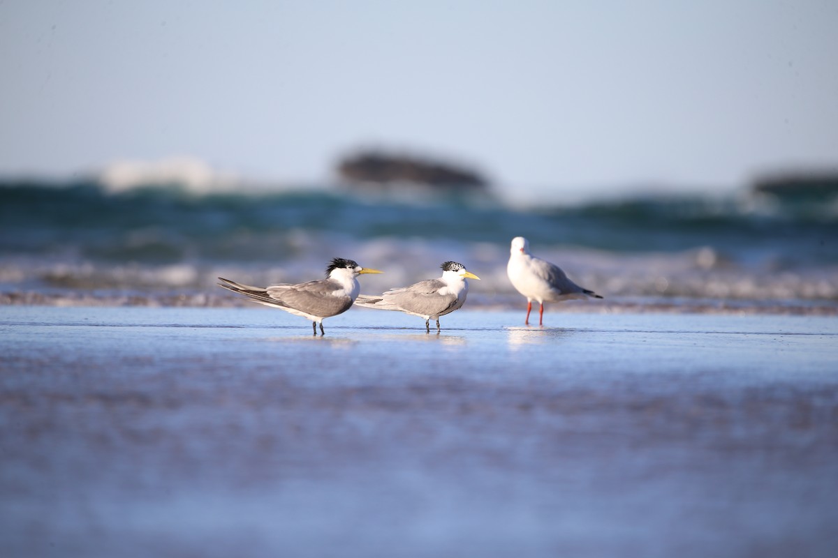 Great Crested Tern - ML568755831