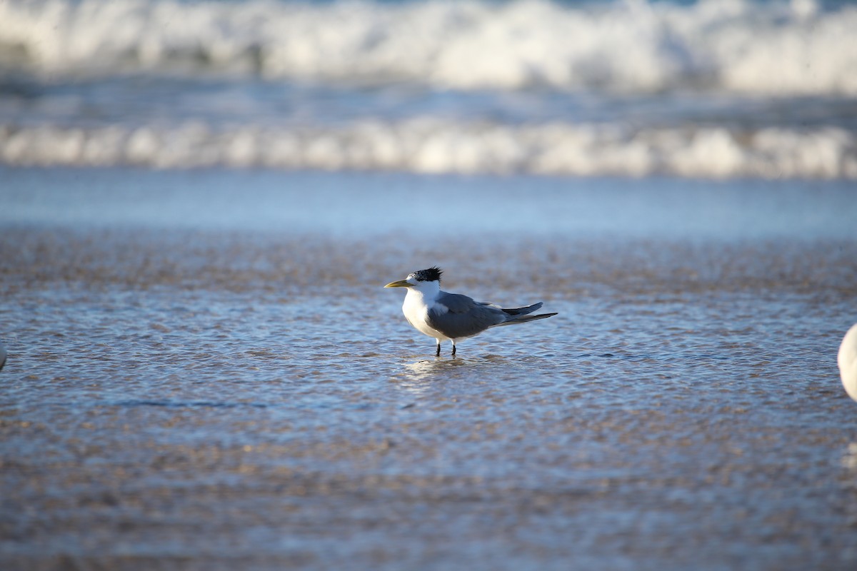 Great Crested Tern - parrish evans