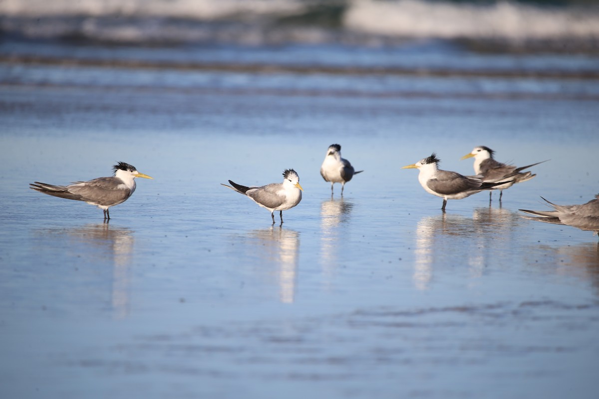 Great Crested Tern - ML568755851