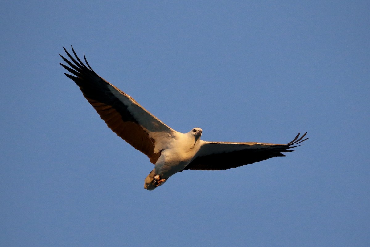 White-bellied Sea-Eagle - ML568755871