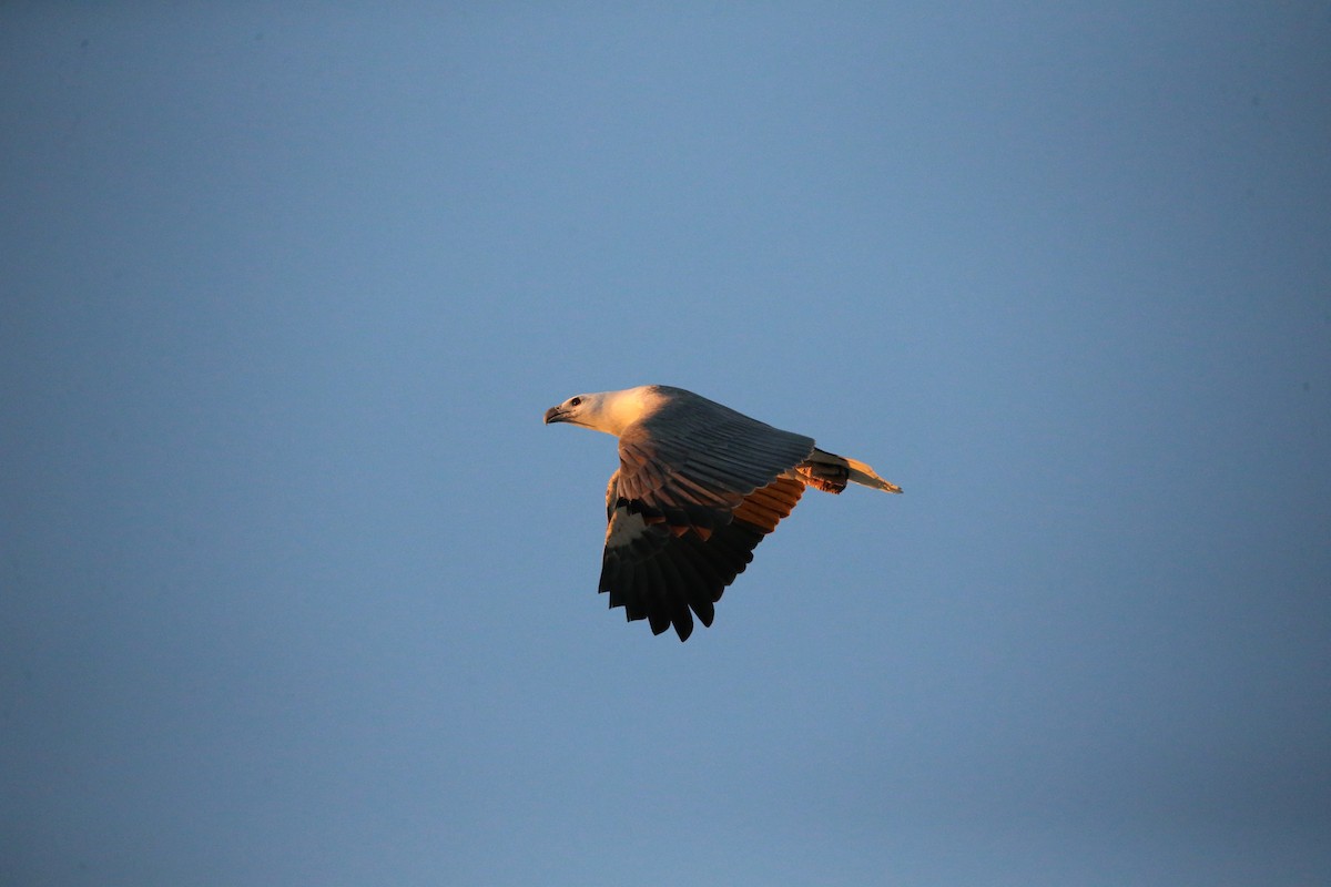 White-bellied Sea-Eagle - ML568755881