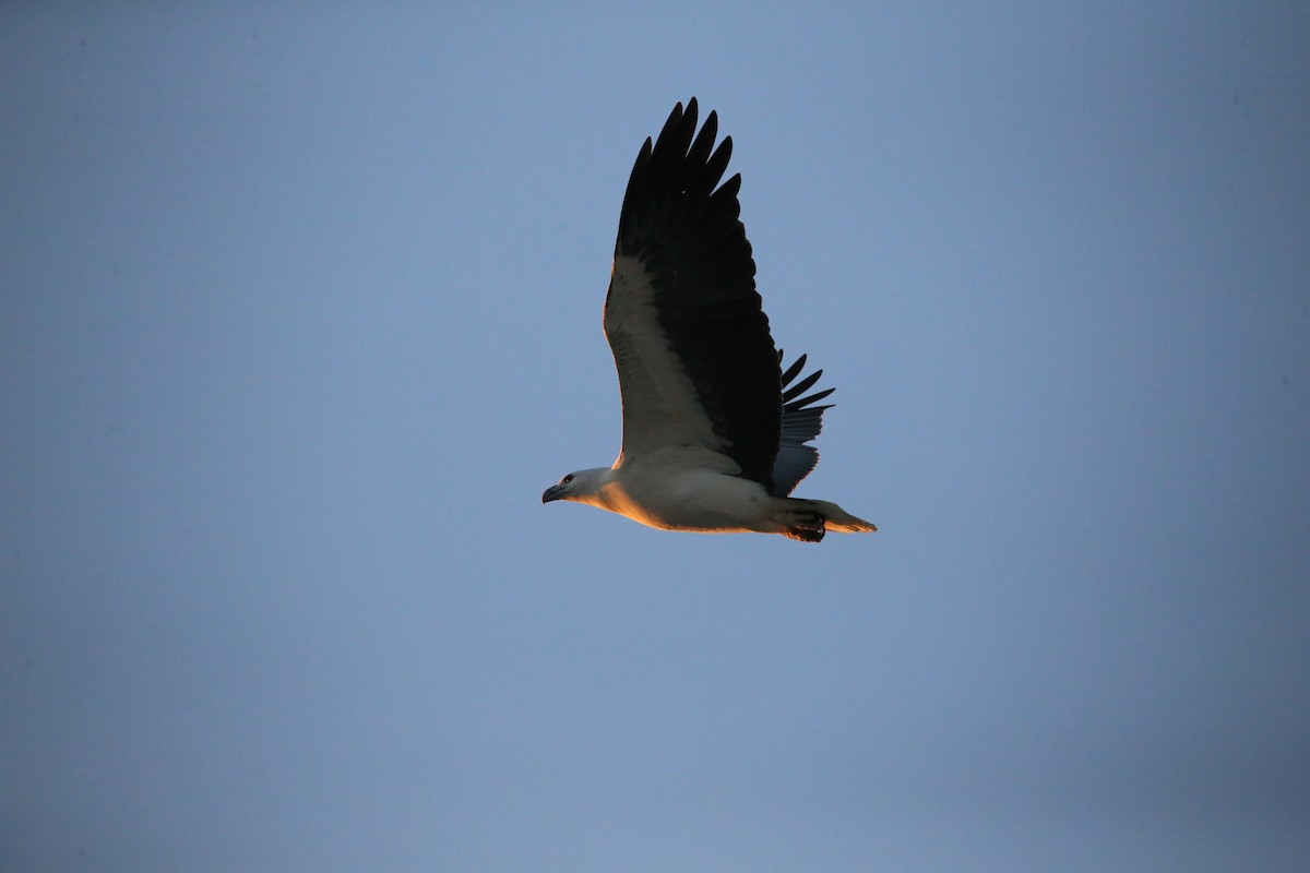 White-bellied Sea-Eagle - ML568755891