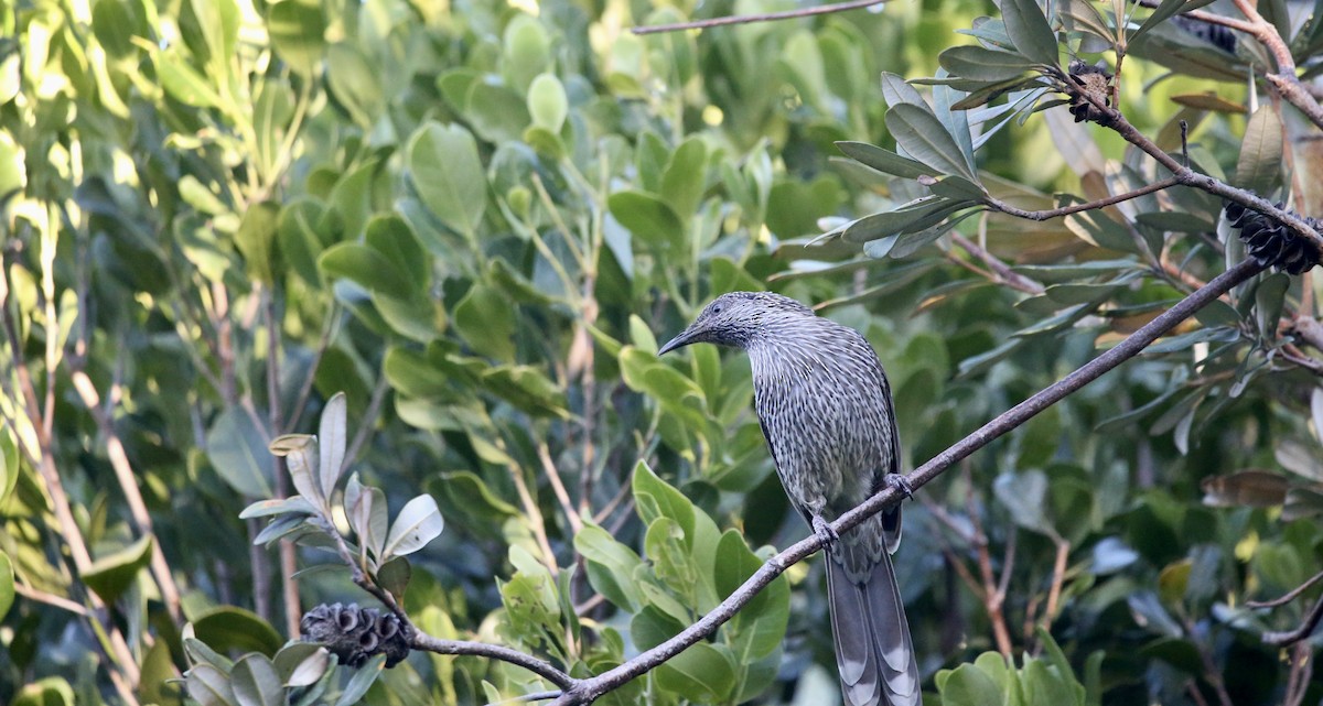 Little Wattlebird - ML568755981