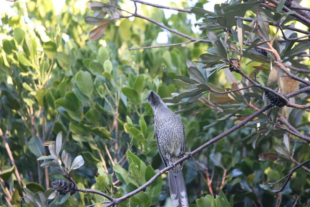 Little Wattlebird - ML568755991