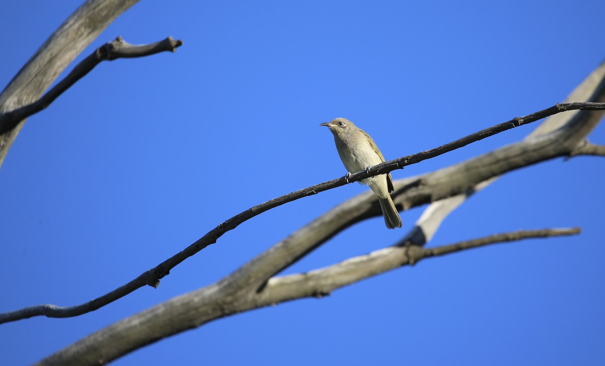 Brown Honeyeater - ML568756051