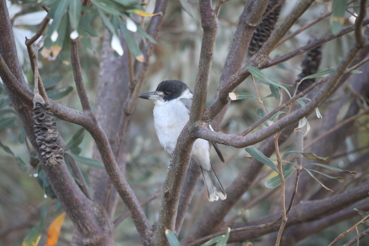 Gray Butcherbird - ML568756131