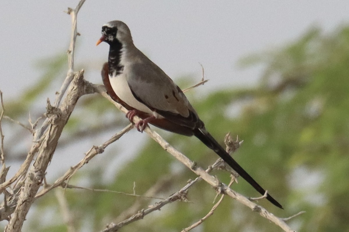 Namaqua Dove - Amir Modiri