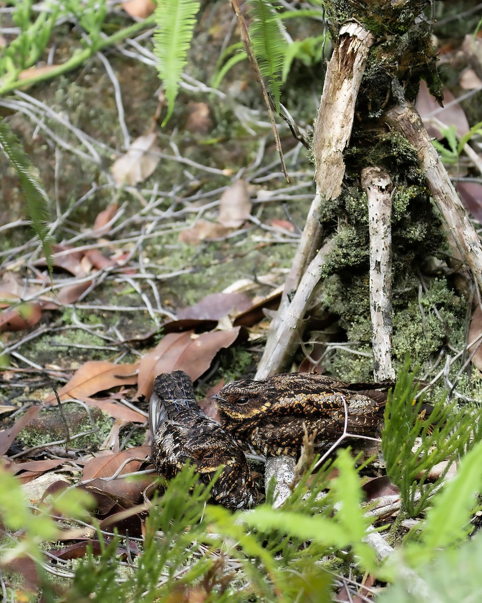 Diabolical Nightjar - ML568756671