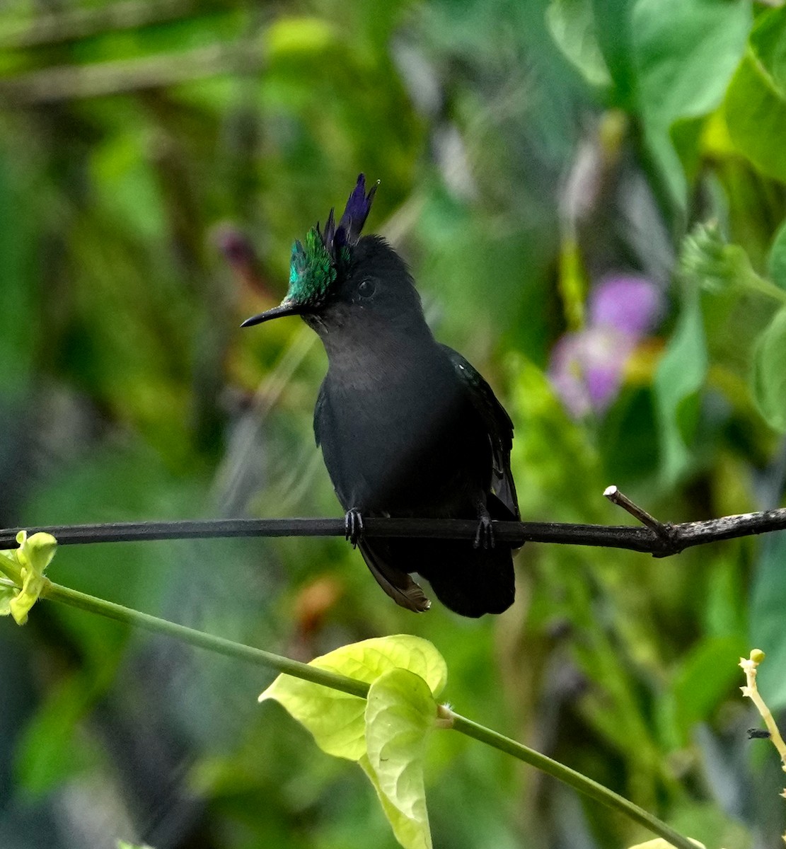 Antillean Crested Hummingbird - Phillip Davis