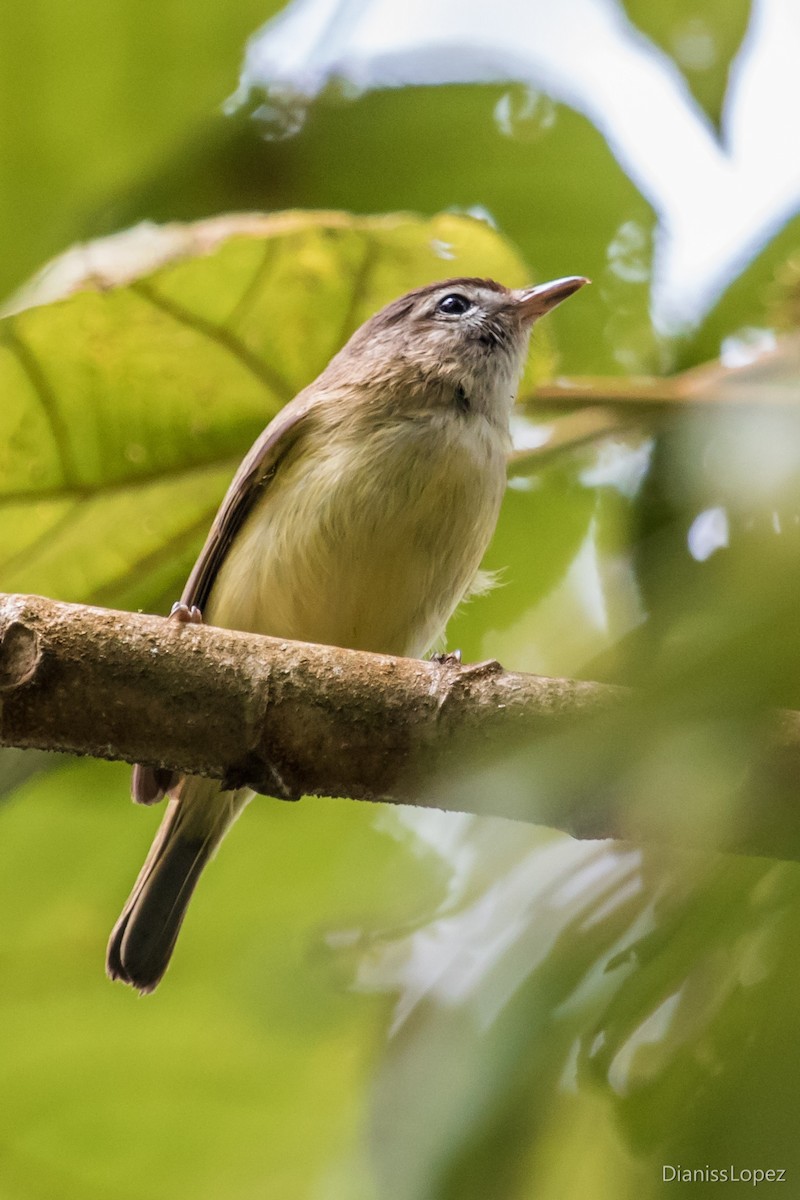 Brown-capped Vireo - ML568757921