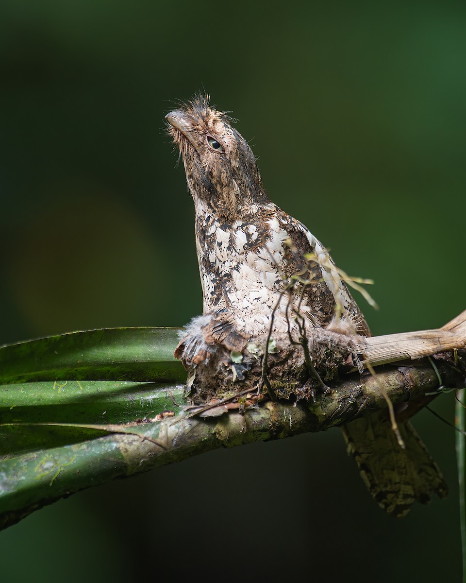 Javan Frogmouth - ML568758081