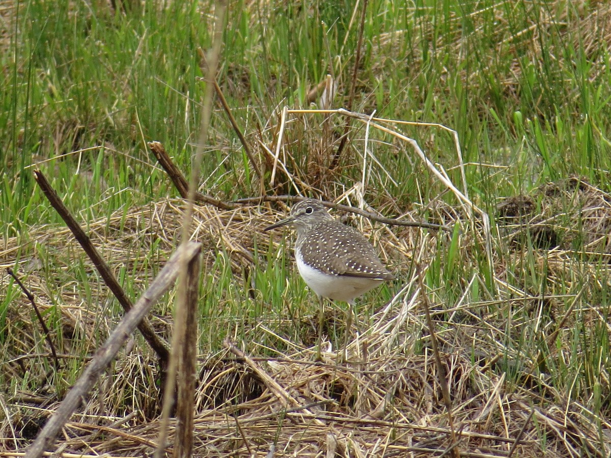 eremittsnipe - ML568758741