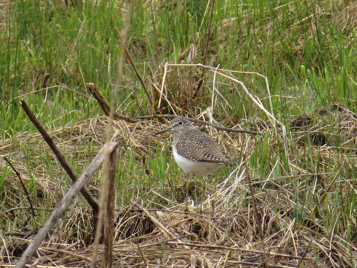 Solitary Sandpiper - ML568758741