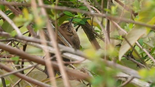 Russet Bush Warbler - ML568759131