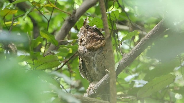 Collared Scops-Owl - ML568759351