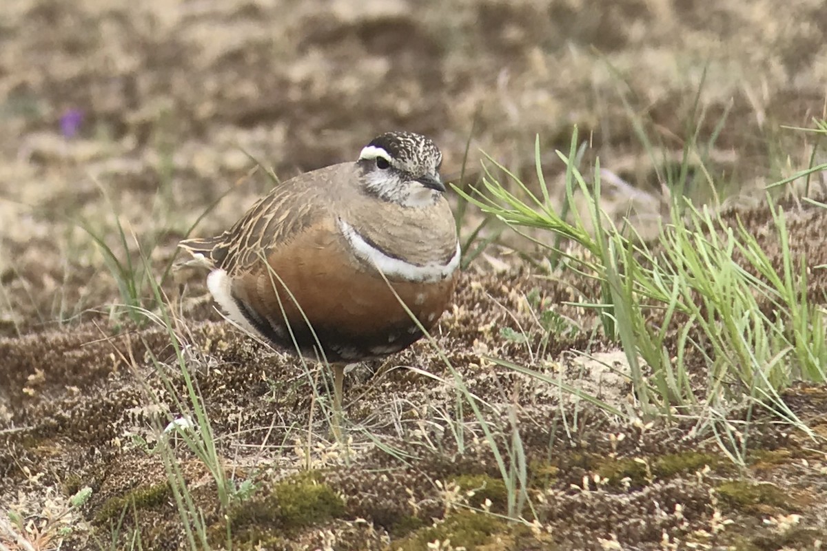 Eurasian Dotterel - ML568759411