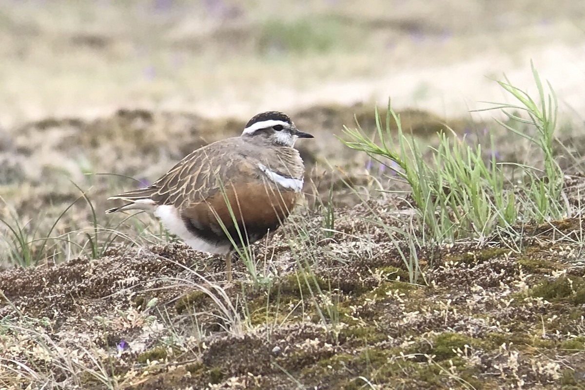 Eurasian Dotterel - ML568759421