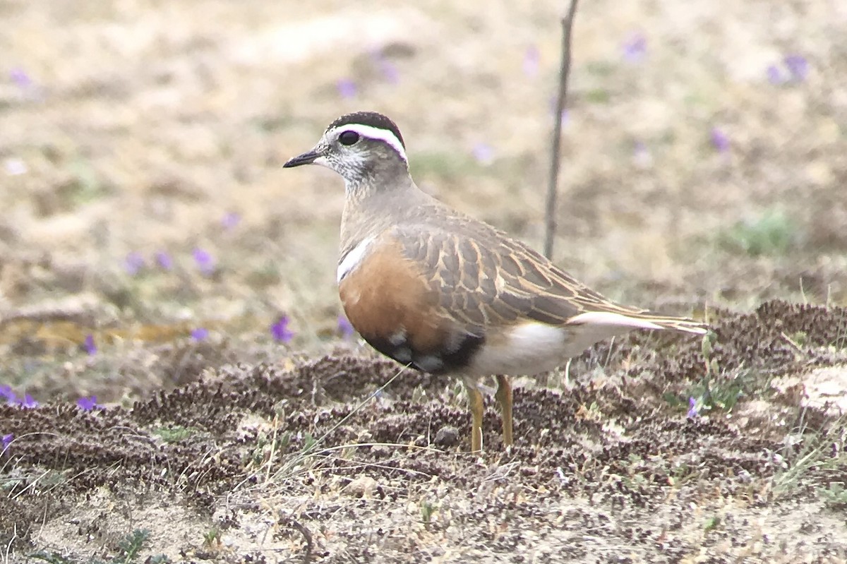 Eurasian Dotterel - ML568759431