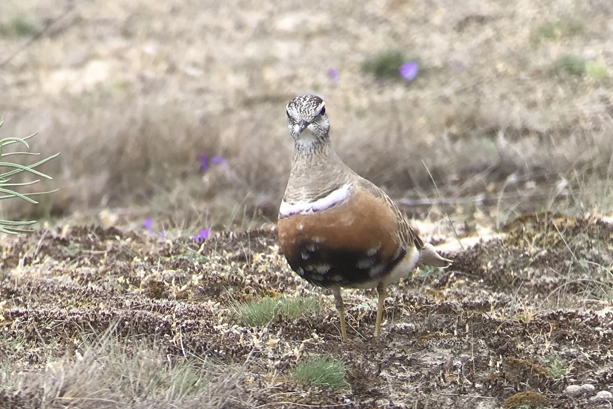 Eurasian Dotterel - ML568759441
