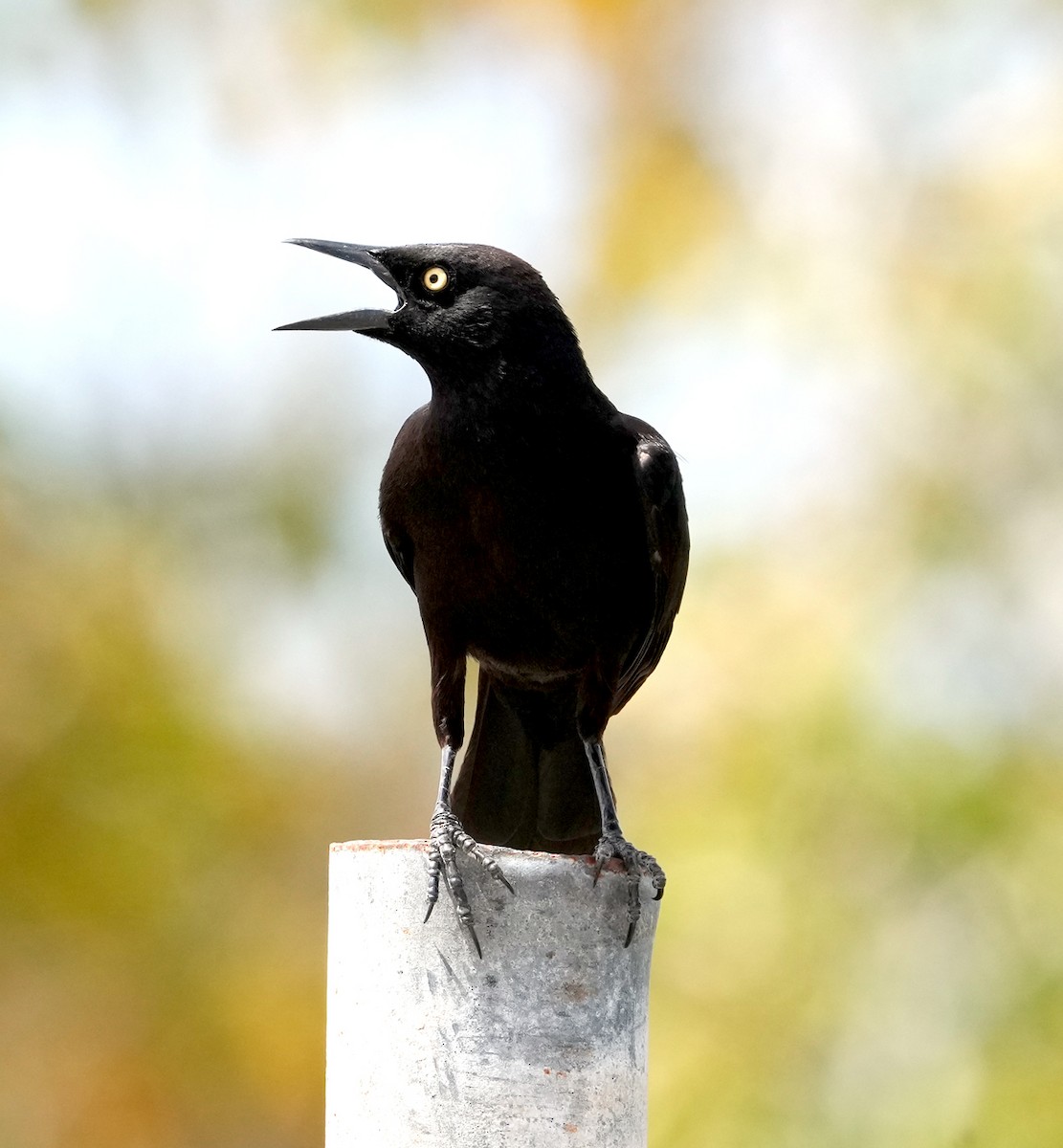 Carib Grackle - ML568759711
