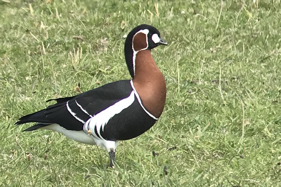 Red-breasted Goose - Casper (Philip) Leygraaf