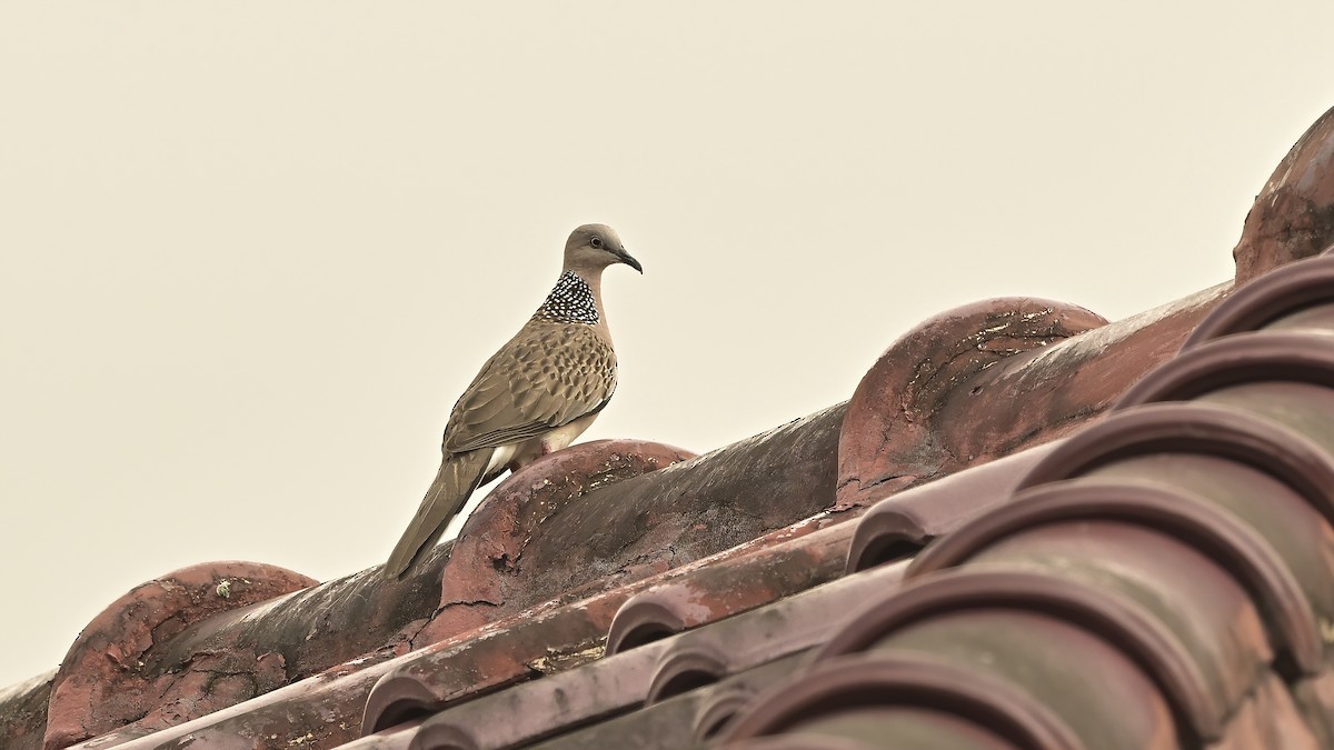 Spotted Dove - ML568759971