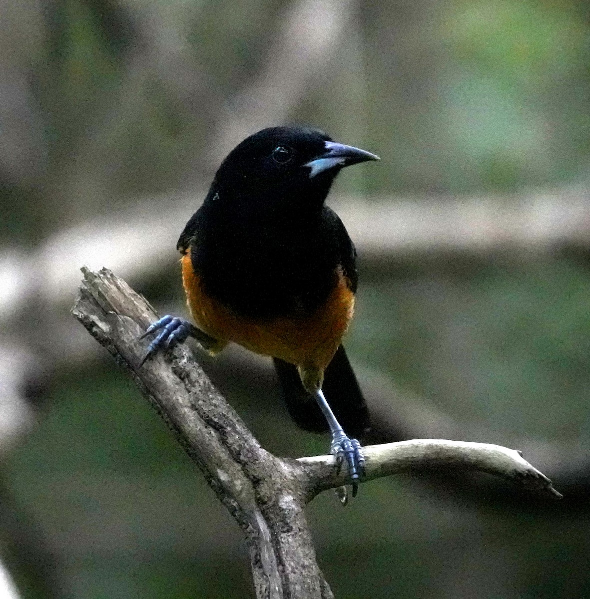 Montserrat Oriole - ML568760171