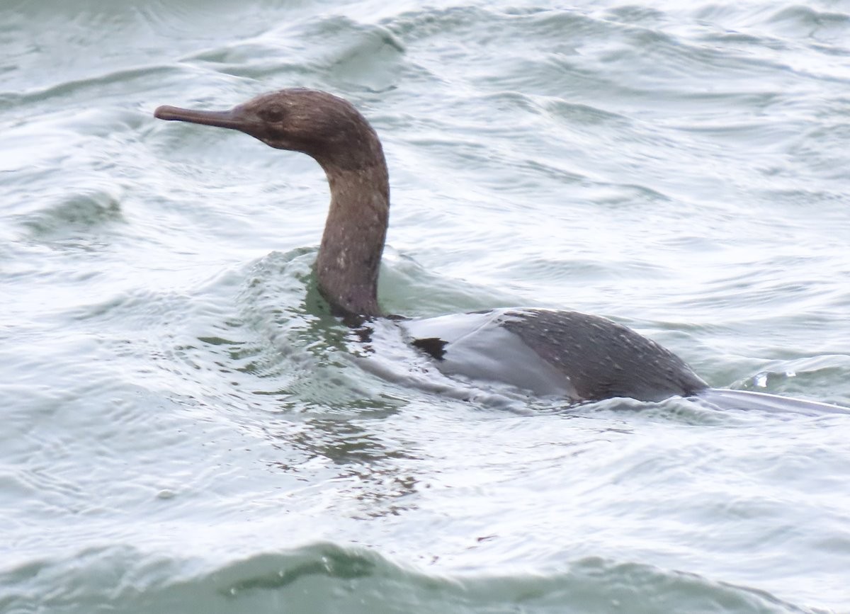 Pelagic Cormorant - ML568760841