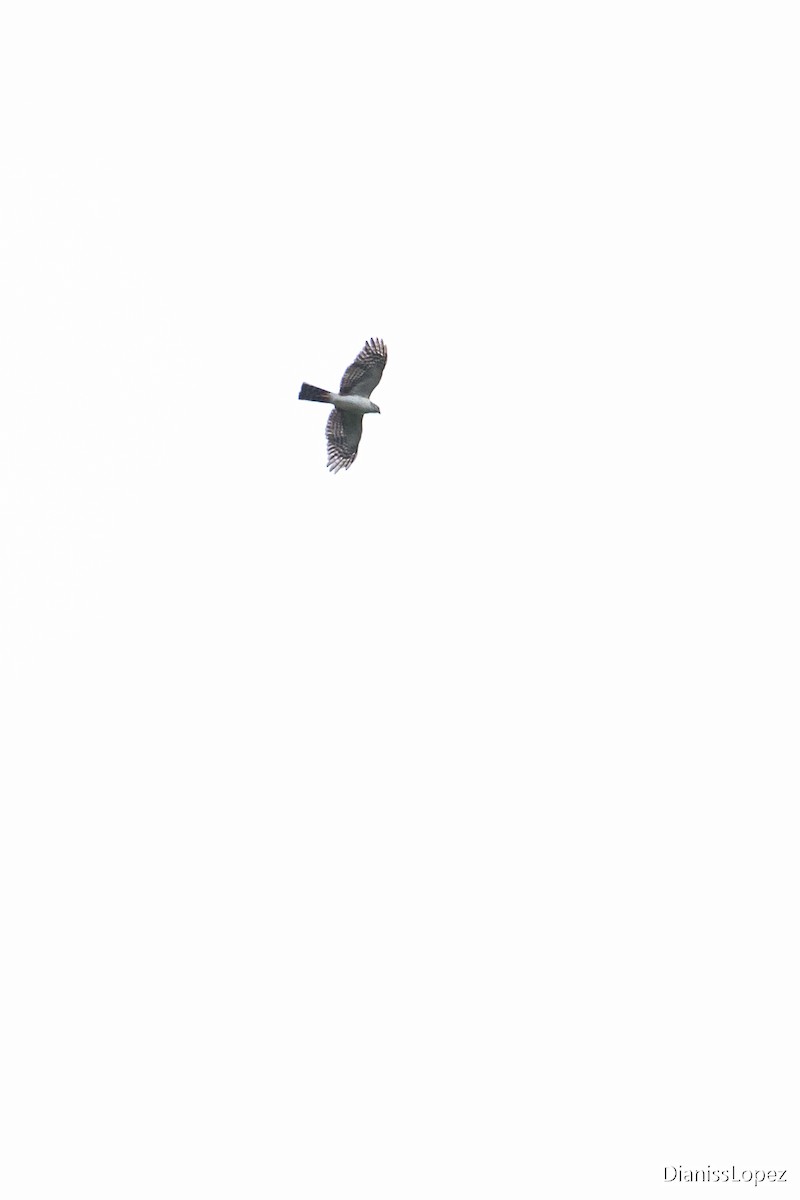 Sharp-shinned Hawk (Plain-breasted) - ML568761101