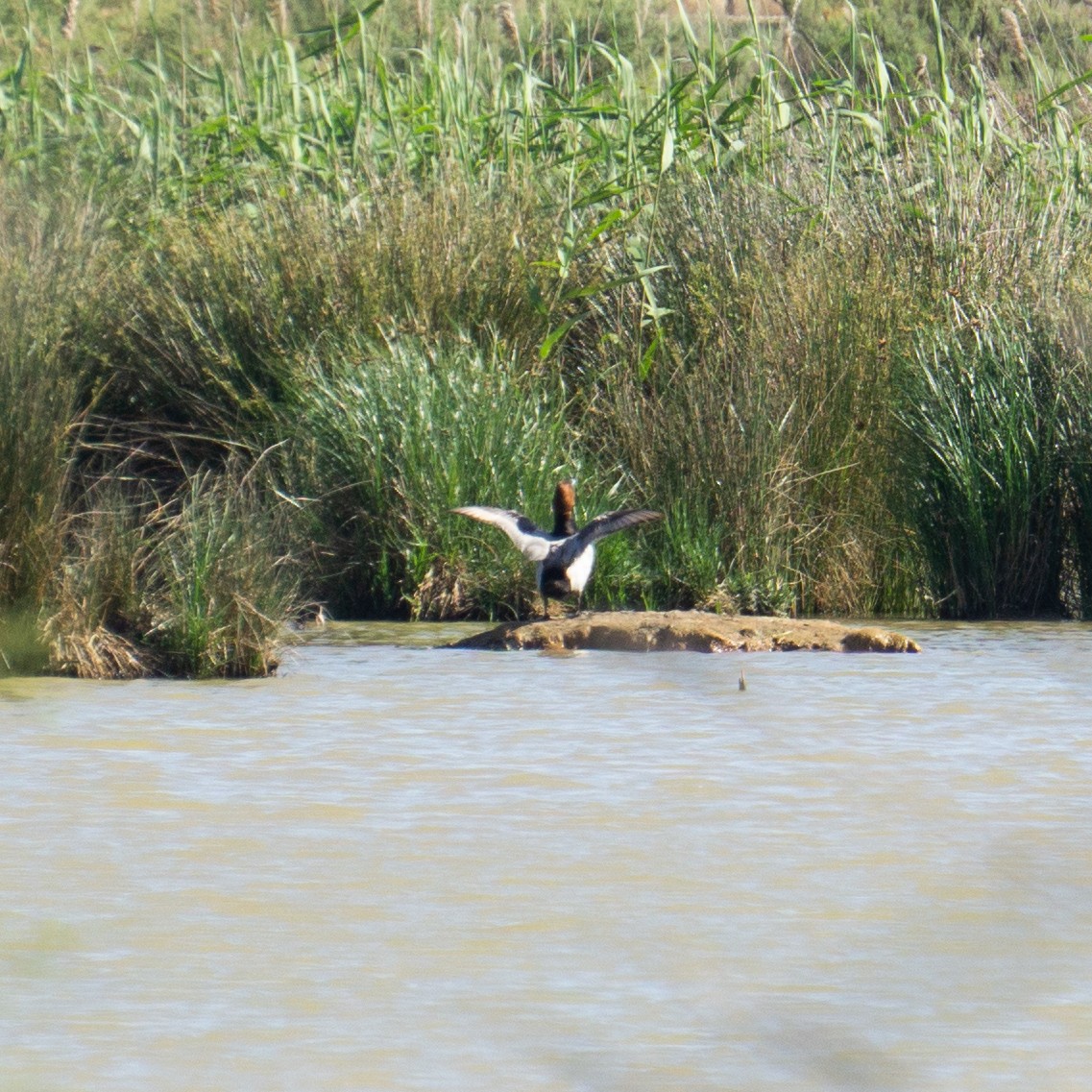 Red-crested Pochard - Darin Morrison-Beer