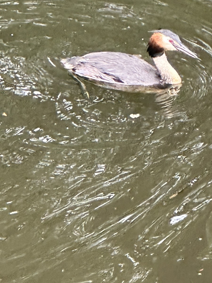 Great Crested Grebe - ML568763591
