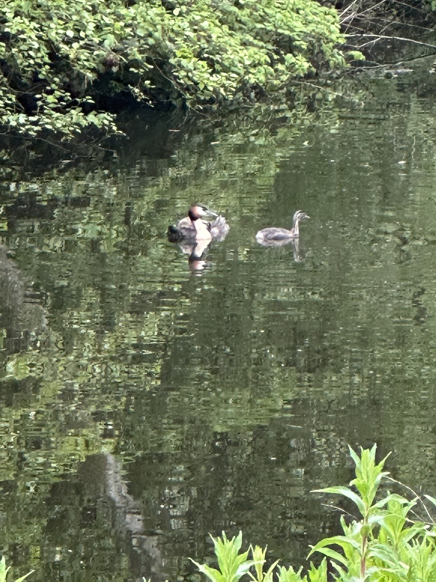 Great Crested Grebe - ML568763601