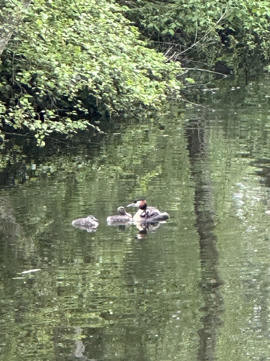 Great Crested Grebe - ML568763661