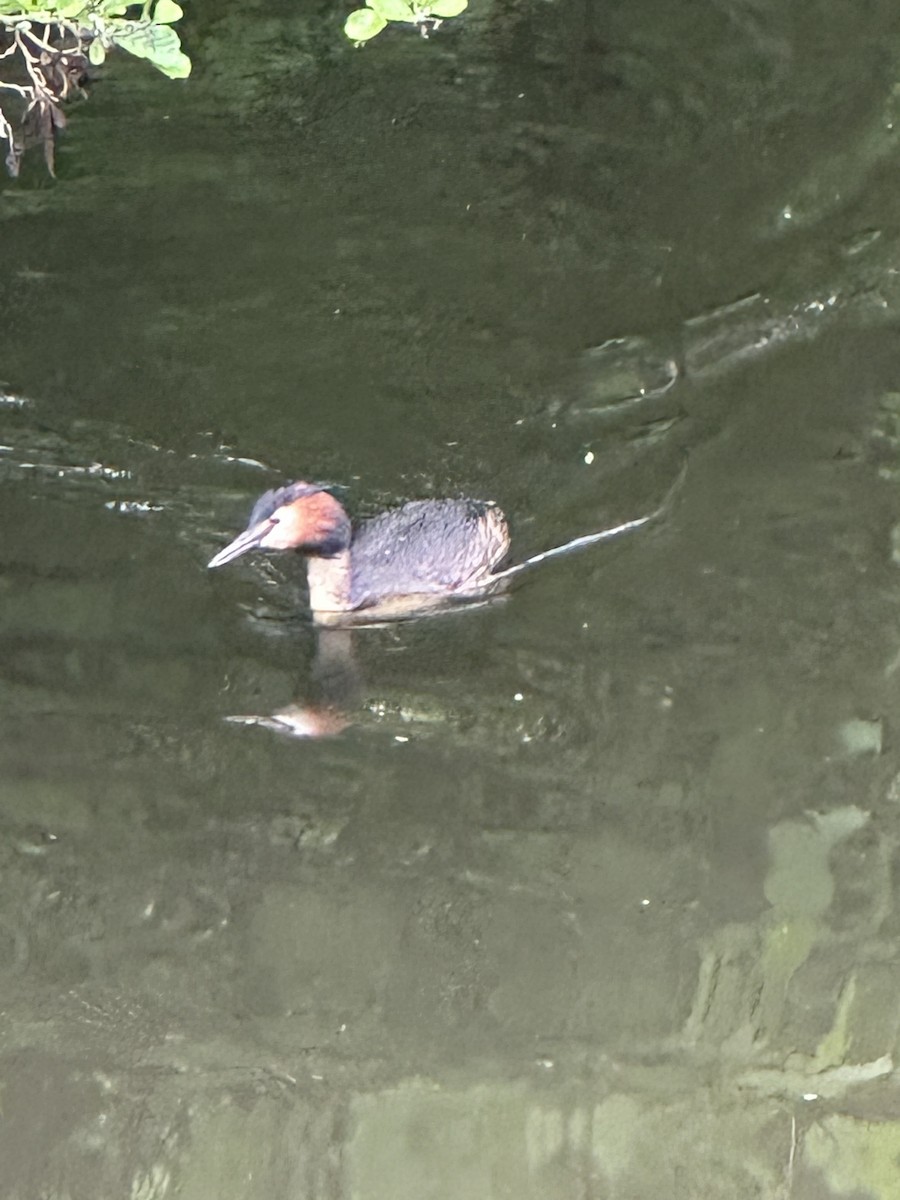 Great Crested Grebe - ML568763791