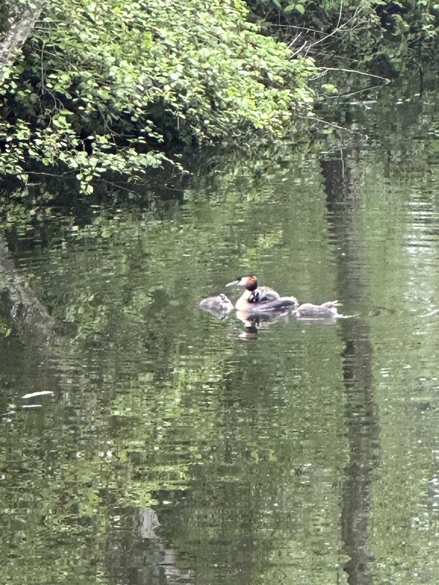 Great Crested Grebe - ML568763941