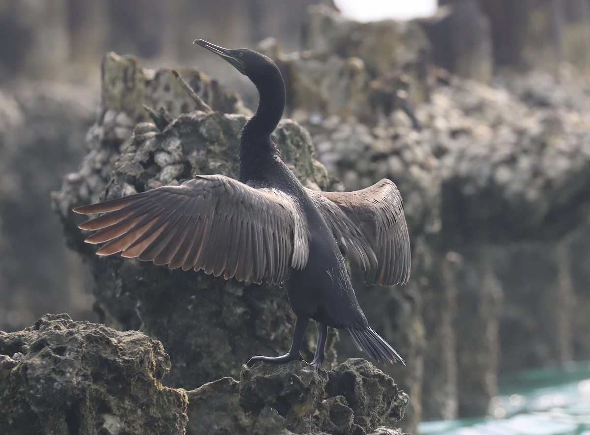 Socotra Cormorant - ML568764841