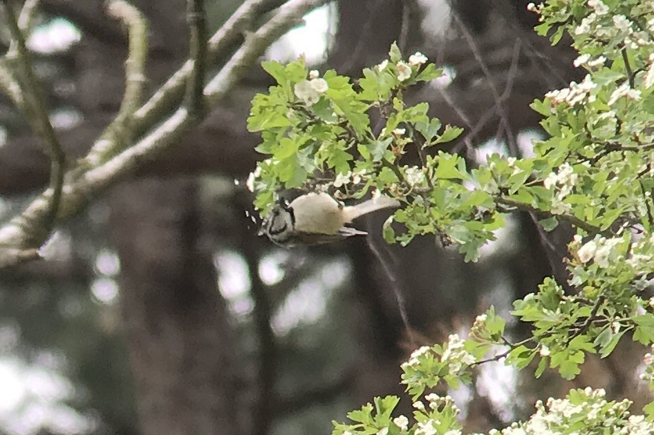 Crested Tit - ML568765131