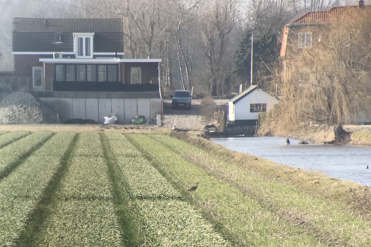 Little Bustard - ML568766561