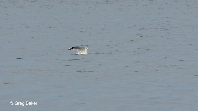 Short-billed Gull - ML568766941