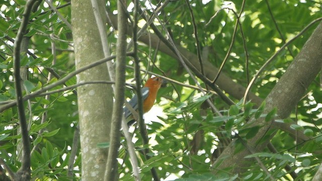 Orange-headed Thrush - ML568769801