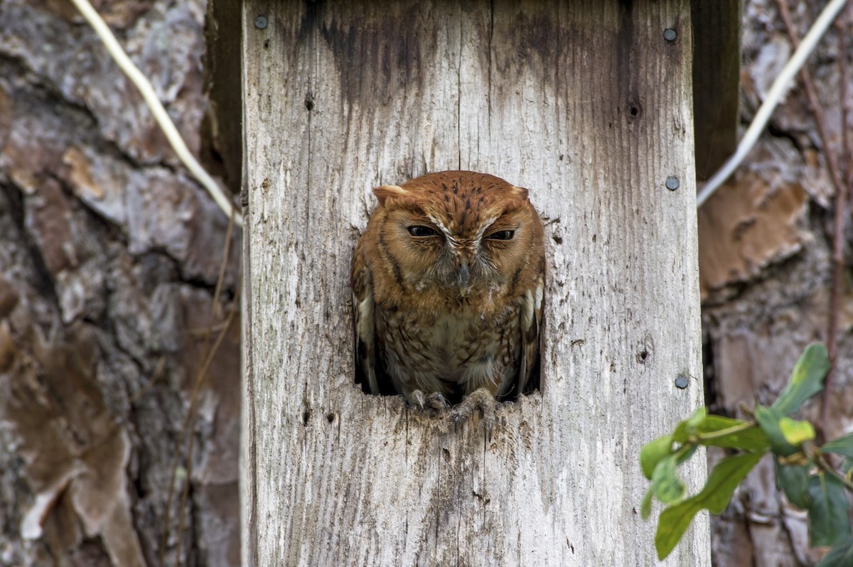 Eastern Screech-Owl - Mickie V