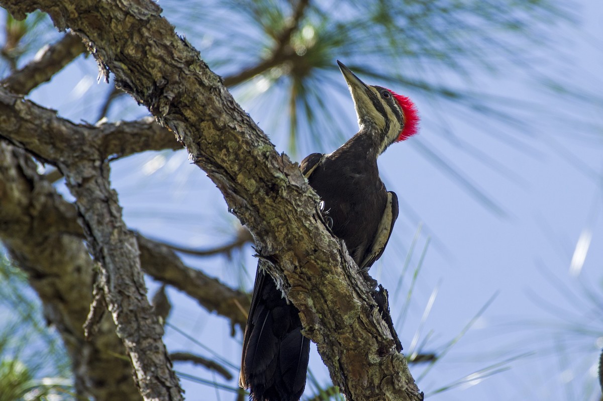 Pileated Woodpecker - Mickie V