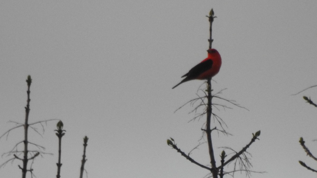 Чернокрылая пиранга - ML568771111