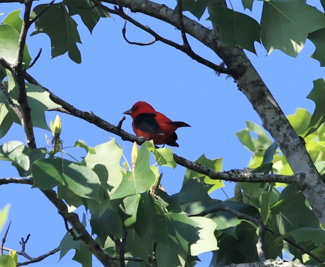 Scarlet Tanager - Dawn Lloyd