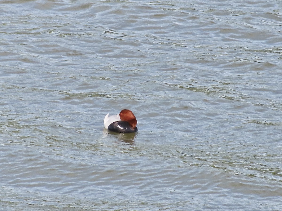 Common Pochard - ML568772611