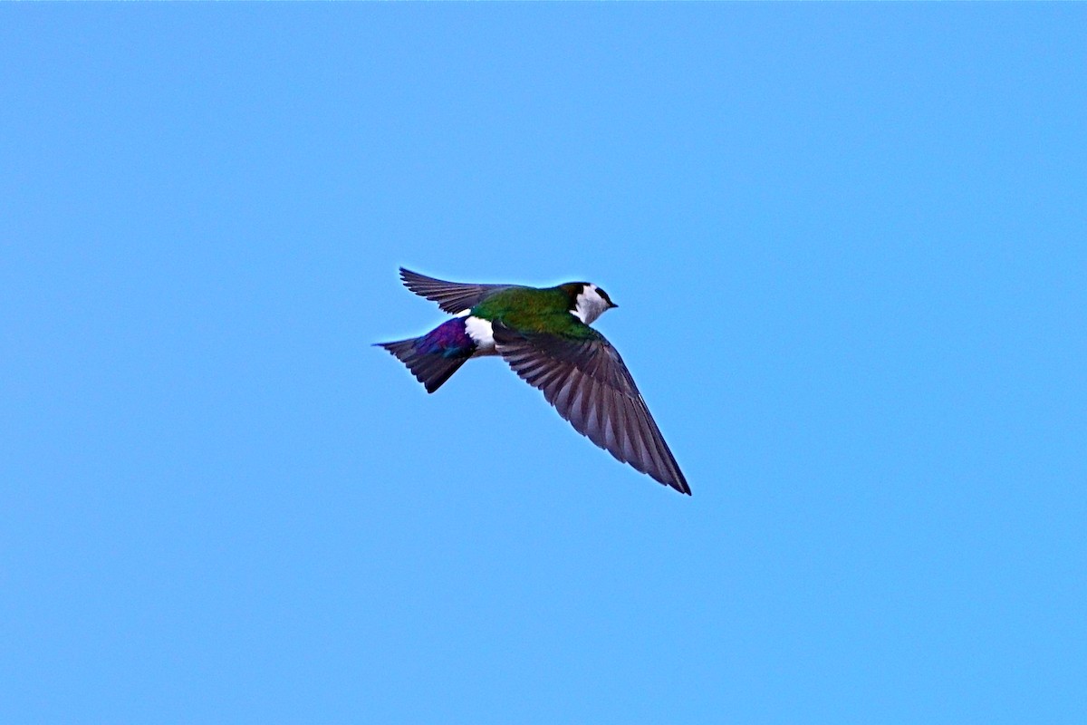 Violet-green Swallow - Mark Teng-Hung LIN