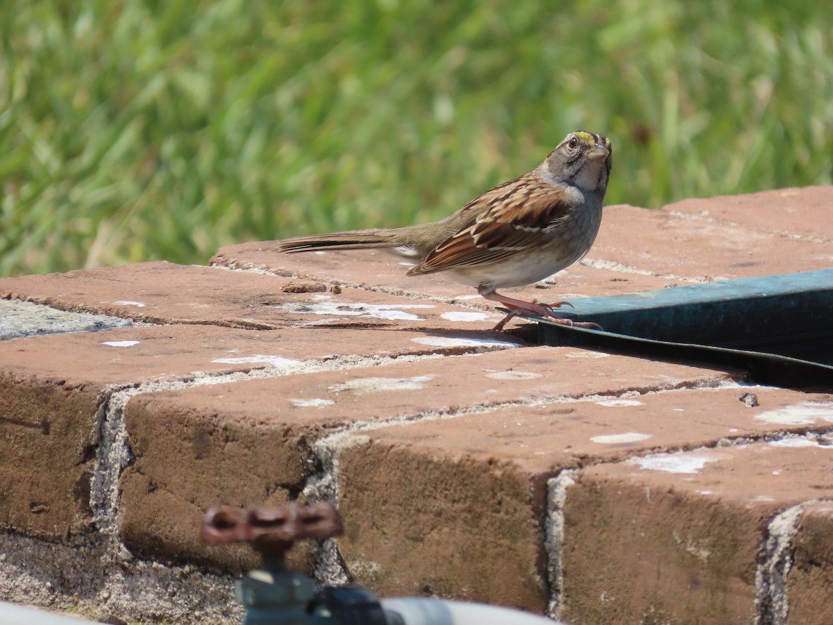 White-throated Sparrow - ML568774071