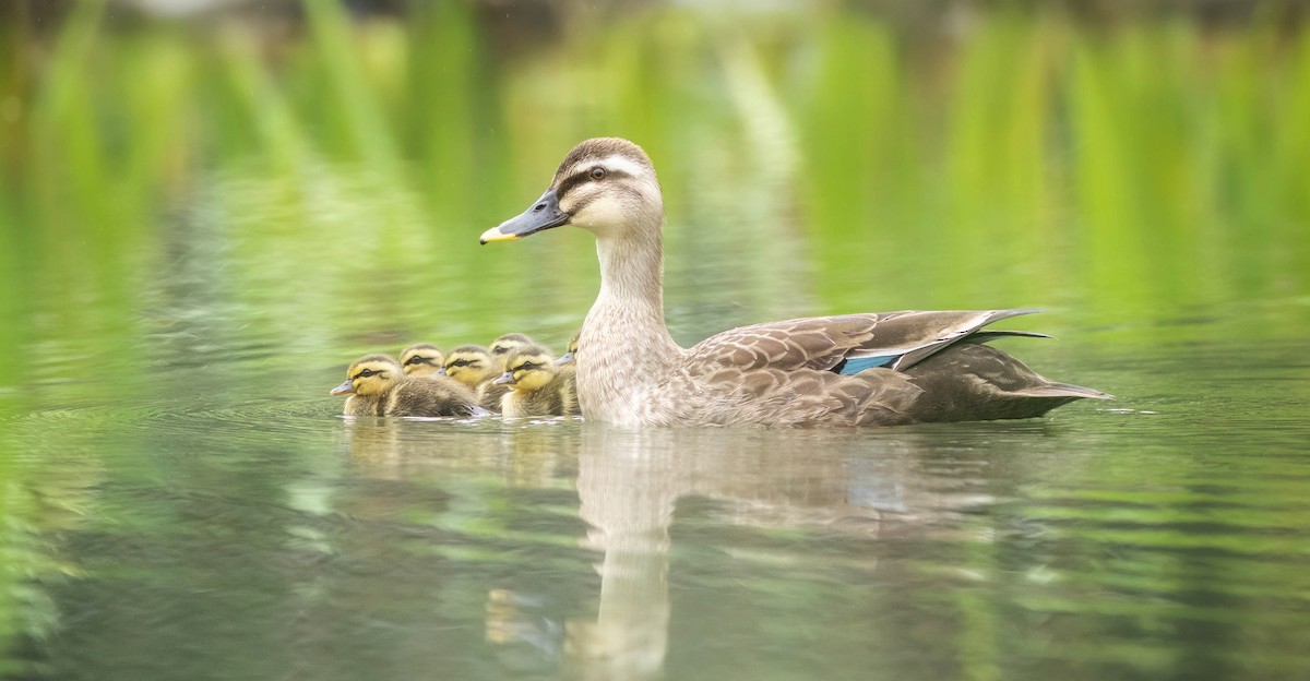 Eastern Spot-billed Duck - ML568774761