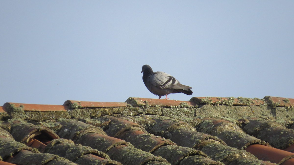 Rock Pigeon (Feral Pigeon) - ML568774981